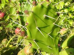 Opuntia monacantha
