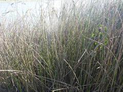 Schoenoplectus scirpoides