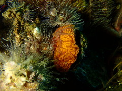 Botrylloides diegensis