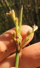 Schoenoplectus scirpoides