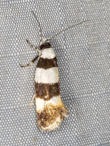 Lichenaula arisema Meyrick, 1890