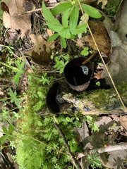 Urnula