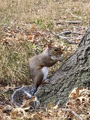 Sciurus carolinensis