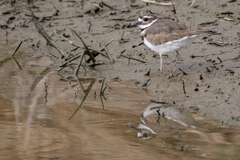 Charadrius vociferus