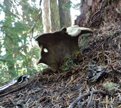 Polyporoletus sublividus