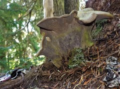 Polyporoletus sublividus