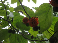 Broussonetia papyrifera