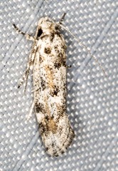 Lichenaula appropinquans