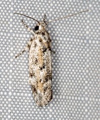 Lichenaula appropinquans