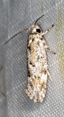 Lichenaula appropinquans