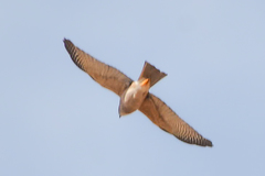 Falco hypoleucos