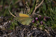 Colias hecla