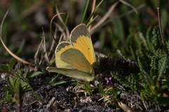 Colias hecla