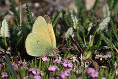 Colias hecla