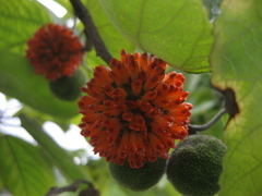 Broussonetia papyrifera