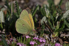 Colias hecla