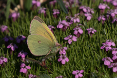 Colias hecla