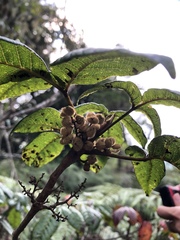 Toxicodendron orientale