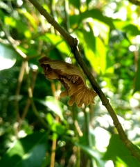 Pachliopta aristolochiae