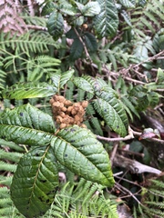 Toxicodendron orientale