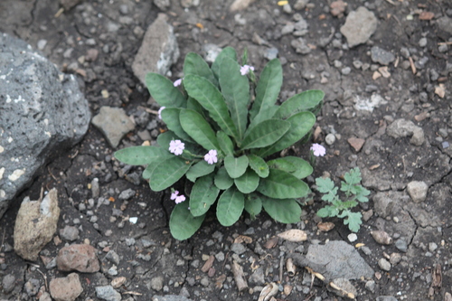 Wheatspike scalystem (Elytraria bromoides)