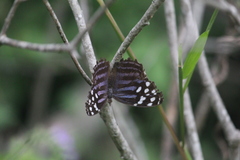 Myscelia ethusa ethusa