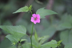 Hibiscus phoeniceus