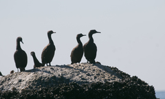 Phalacrocorax neglectus