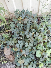 Oxalis corniculata repens