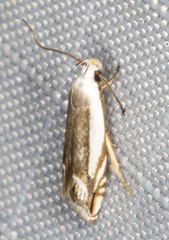 Iulactis semifusca