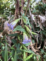Tripterospermum lanceolatum