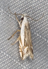 Iulactis semifusca