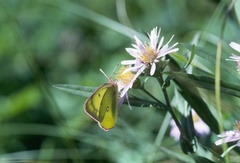 Colias occidentalis