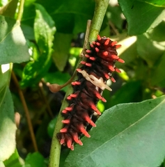 Pachliopta aristolochiae