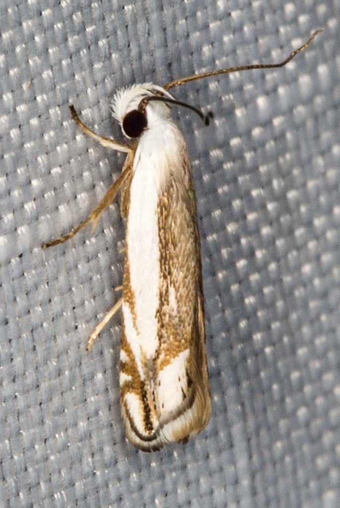 Iulactis