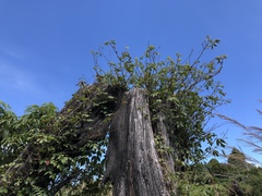 Toxicodendron orientale