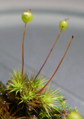 Bartramia nothostricta