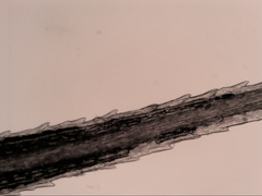 Bartramia nothostricta