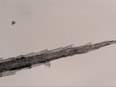 Bartramia nothostricta