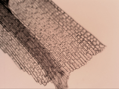 Bartramia nothostricta