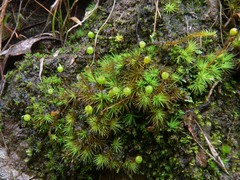 Bartramia nothostricta