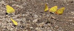 Colias occidentalis