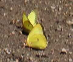 Colias occidentalis