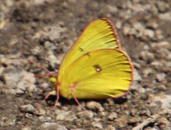 Colias occidentalis