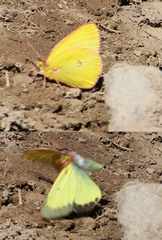 Colias occidentalis