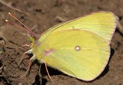 Colias occidentalis