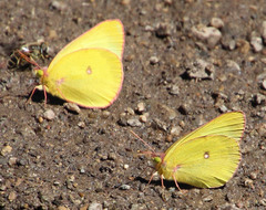 Colias occidentalis