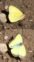 Colias occidentalis