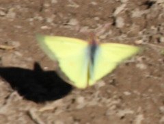 Colias occidentalis