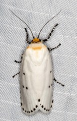 Cryptophasa delocentra